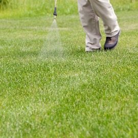 Professional spraying lawn for insect and pest control