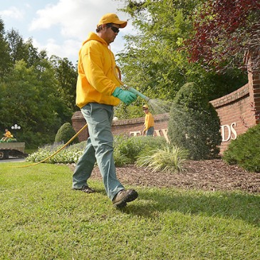 Lawn care technician applying targeted pest and weed control spray
