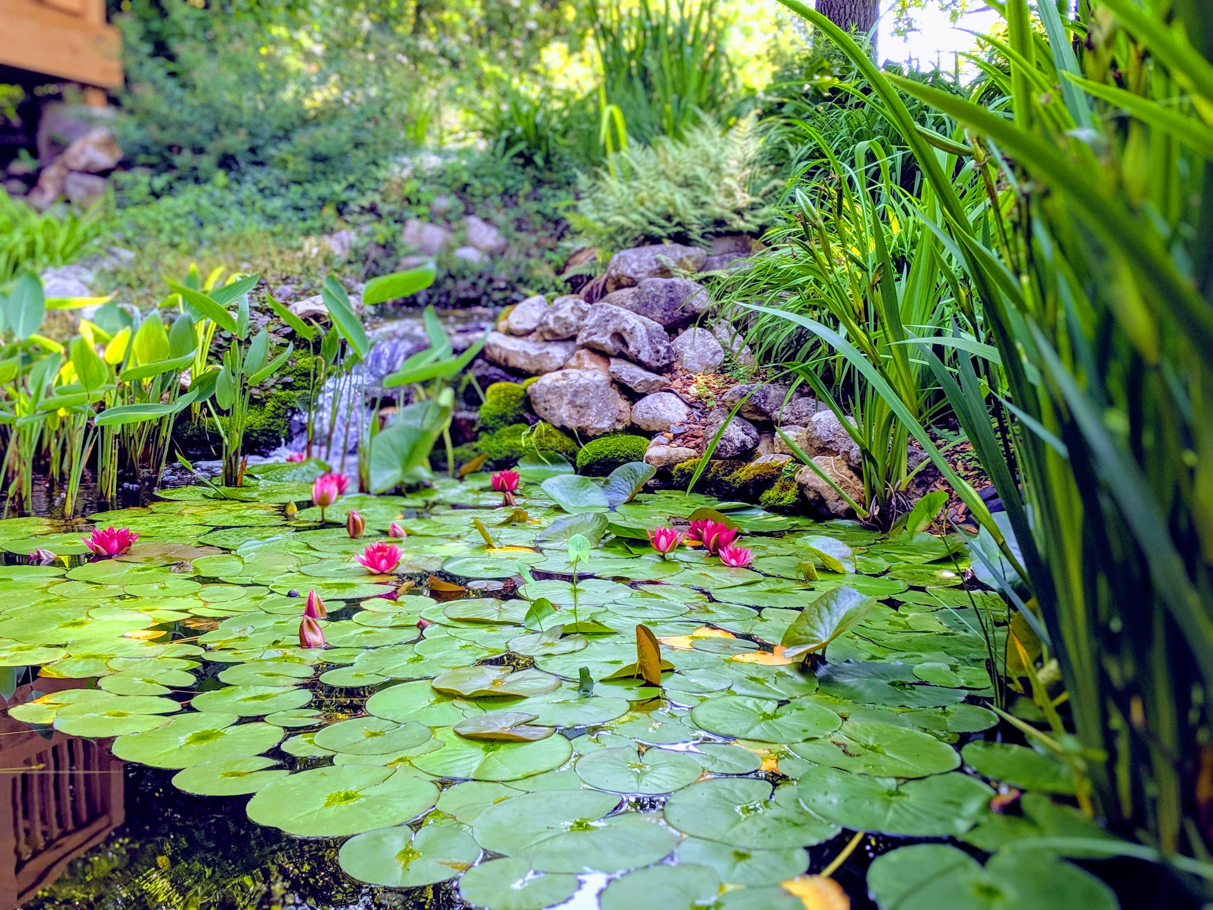Water lily pond with mossy rocks and waterfall feature
